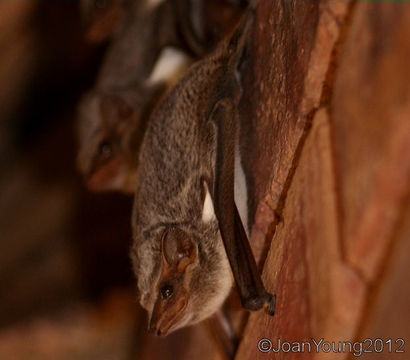 Image of Mauritian Tomb Bat