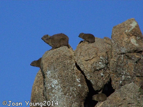 Image of Rock Hyrax