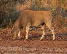 Image of Eland