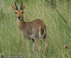 Image of Mountain Reedbuck