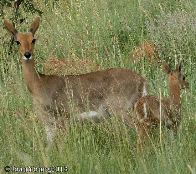 Image of Mountain Reedbuck