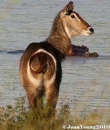 Image of Ellipsen Waterbuck