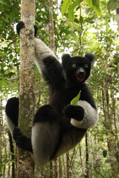 Image of indris, sifakas and woolly lemurs