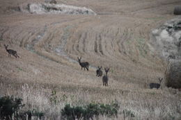 Image of Grey Rhebok