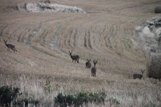 Image of Grey Rhebok