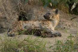 Image of Spotted Hyaenas