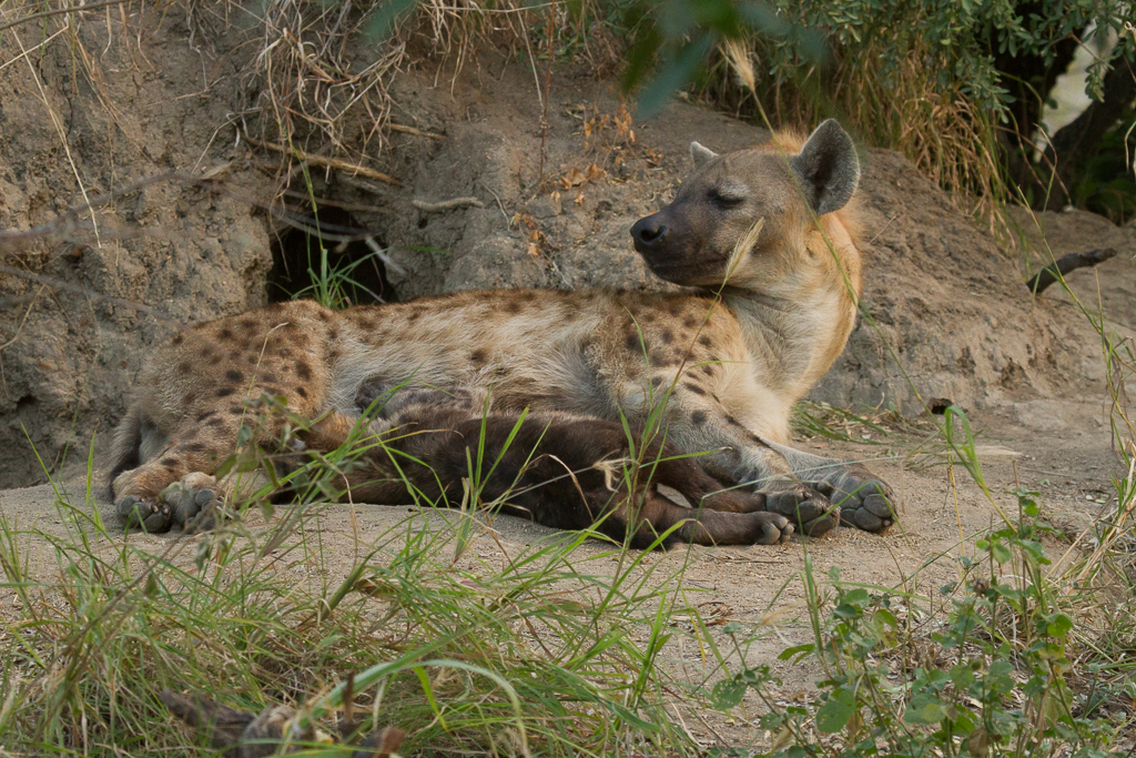 Image of Spotted Hyaenas