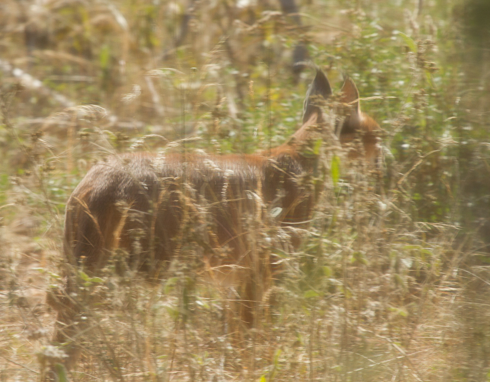 Image of Caracals