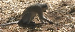 Image of Vervet Monkey