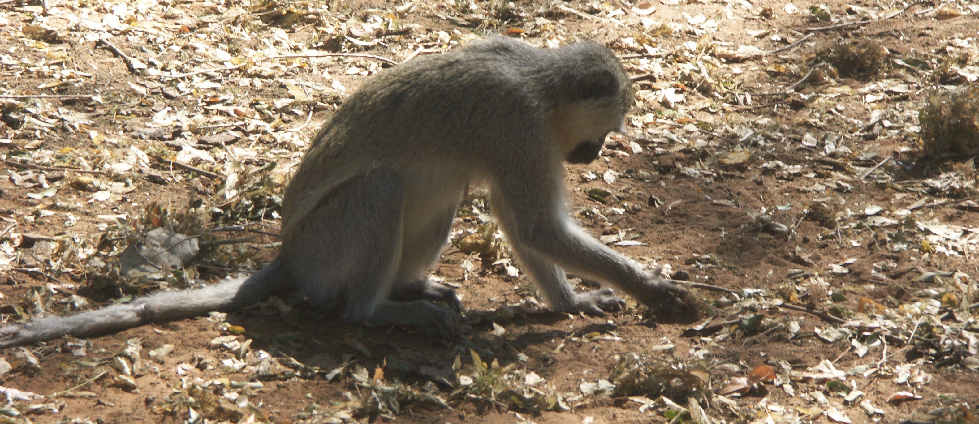 Image of Vervet Monkey