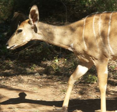 Imagem de Tragelaphus angasii Angas 1849