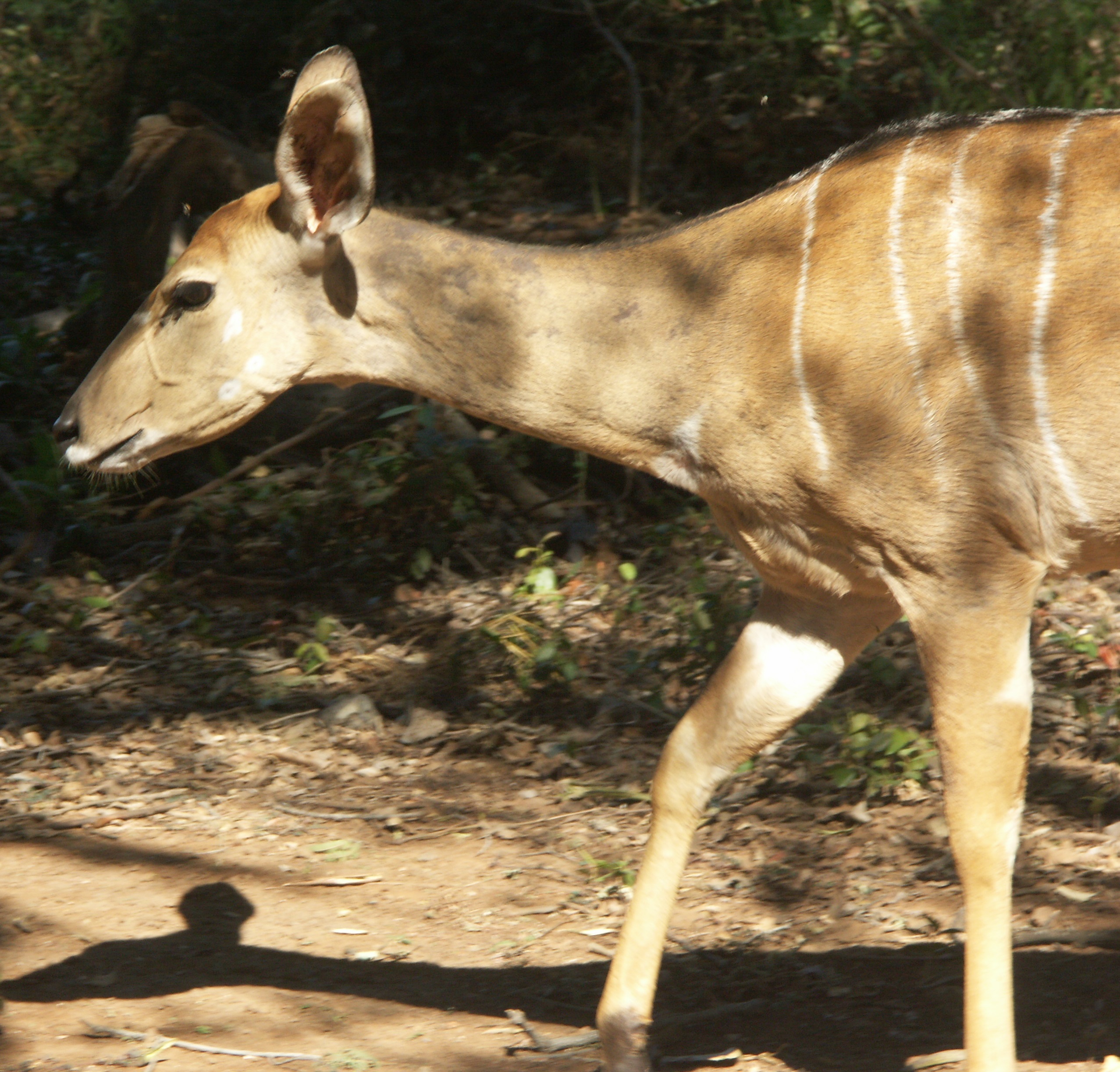 Image of Nyala