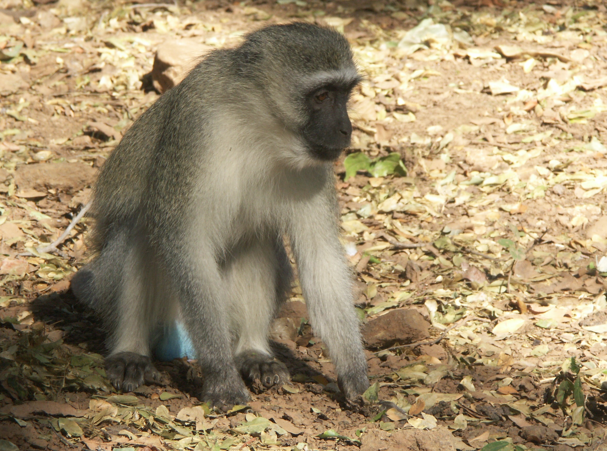 Image of Vervet Monkey