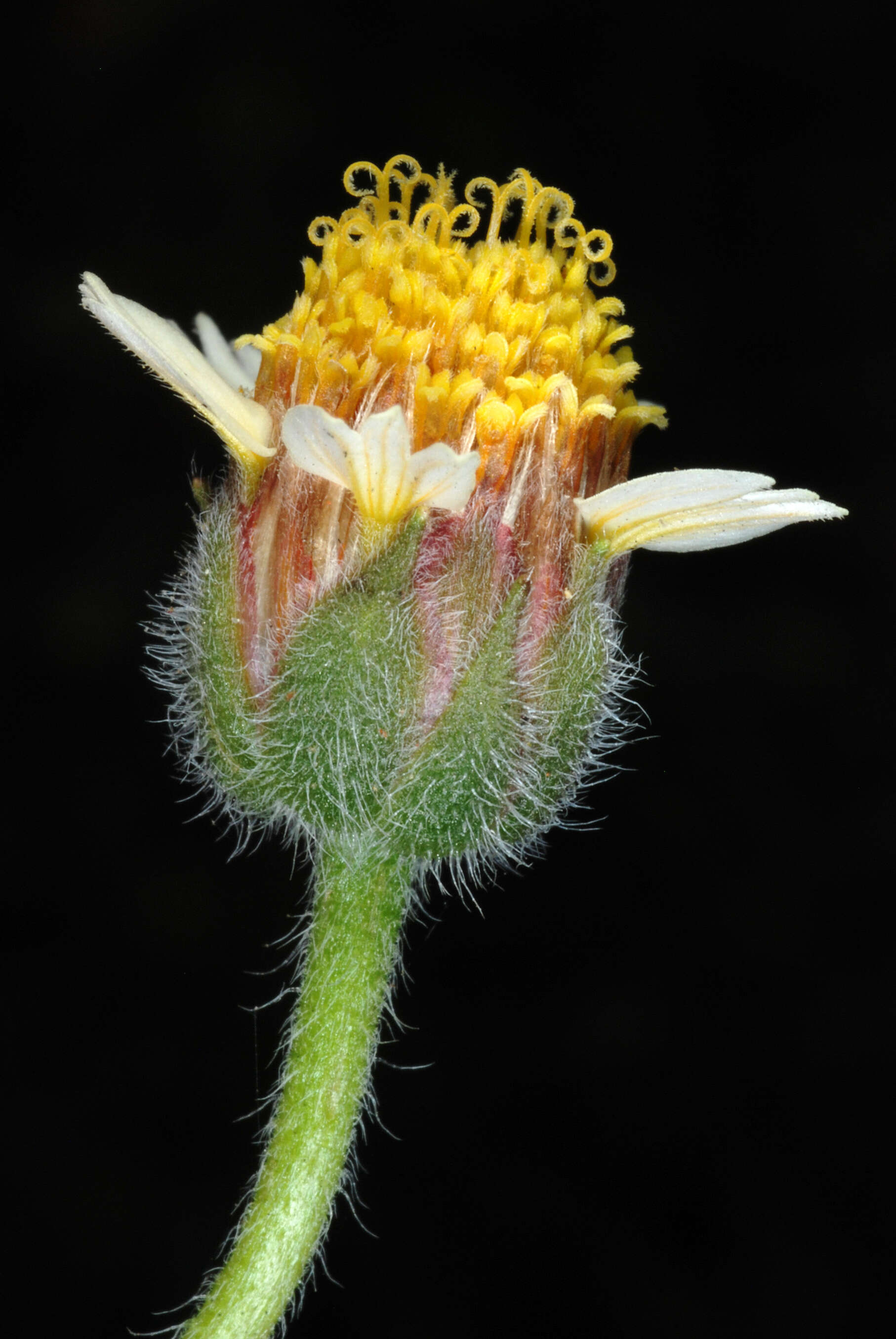 Image de Tridax procumbens L.