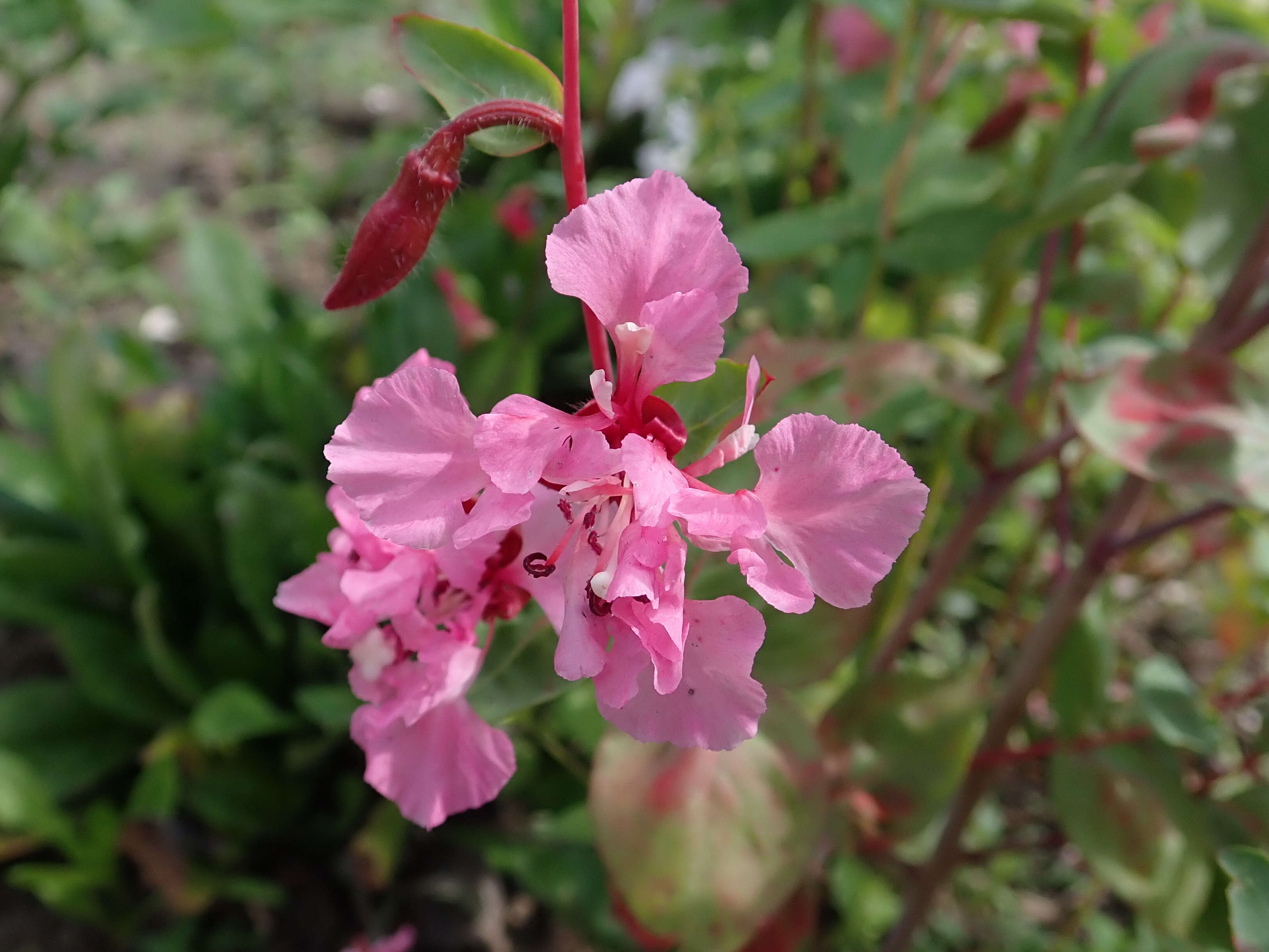 Image of elegant clarkia