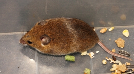 Image of Common African Fat Mouse -- Fat Mouse