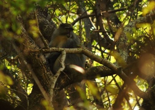 Image of Samango Monkey