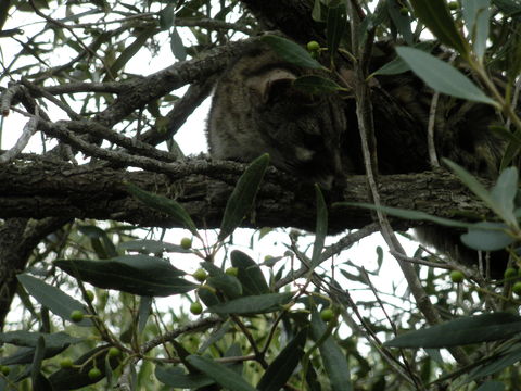 Image of Cape Genet