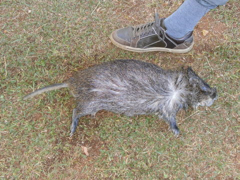 Image of Cane rat