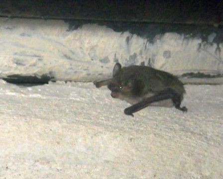 Image of Melck's House Bat