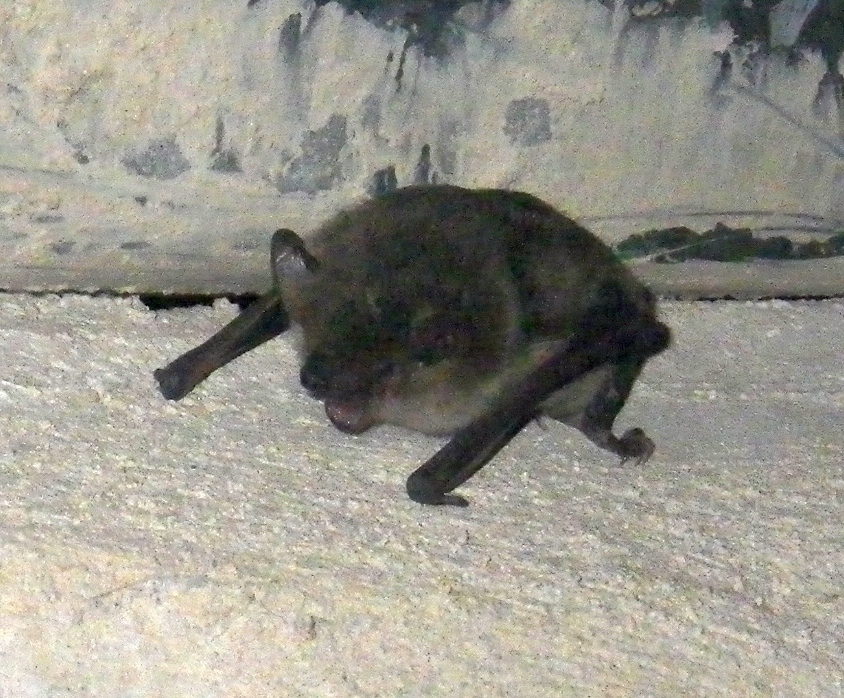 Image of Melck's House Bat