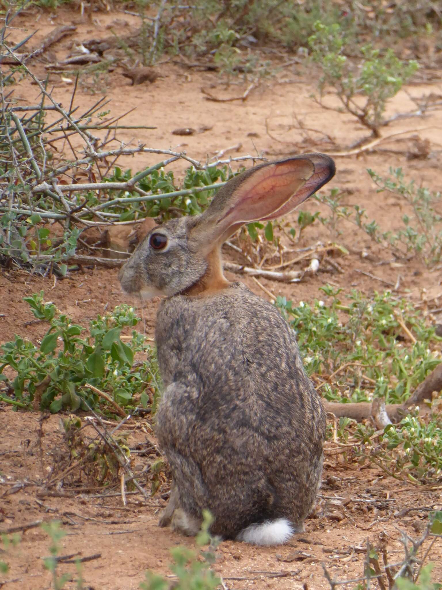 Plancia ëd Lepus saxatilis F. Cuvier 1823