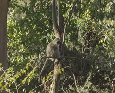 Image of Vervet Monkey