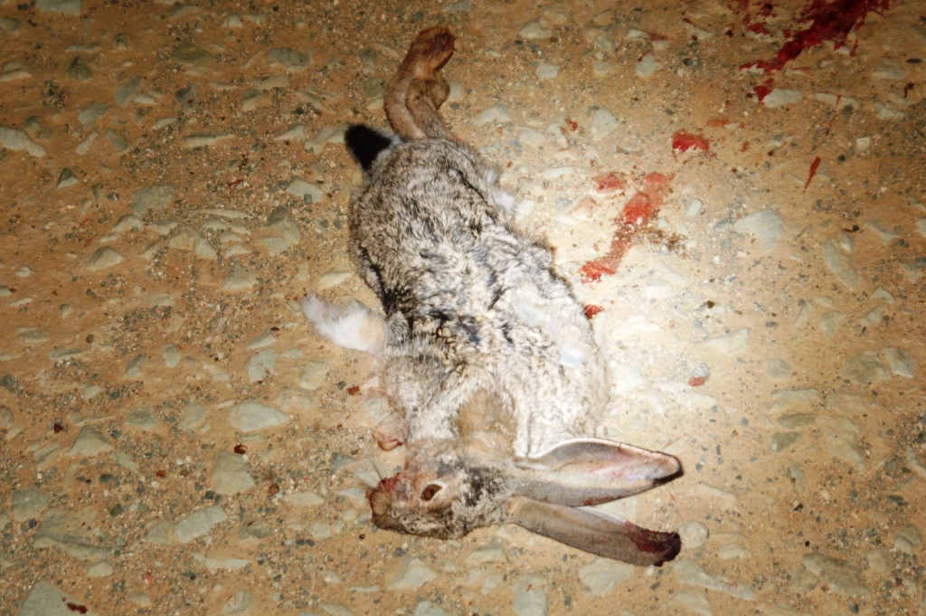 Lepus capensis Linnaeus 1758 resmi