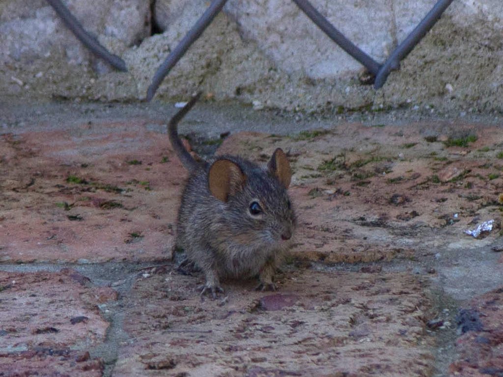 Image of Four-striped Grass Mouse