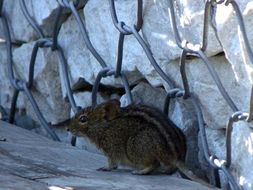 Image of Four-striped Grass Mouse