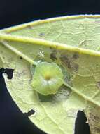 Image of Hackberry Psyllids