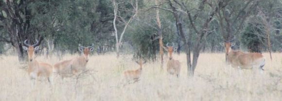 Image of Hartebeest