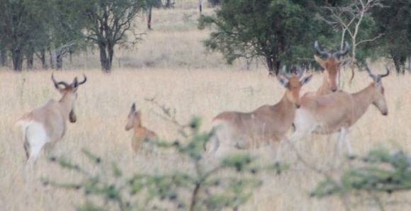 Image of Hartebeest