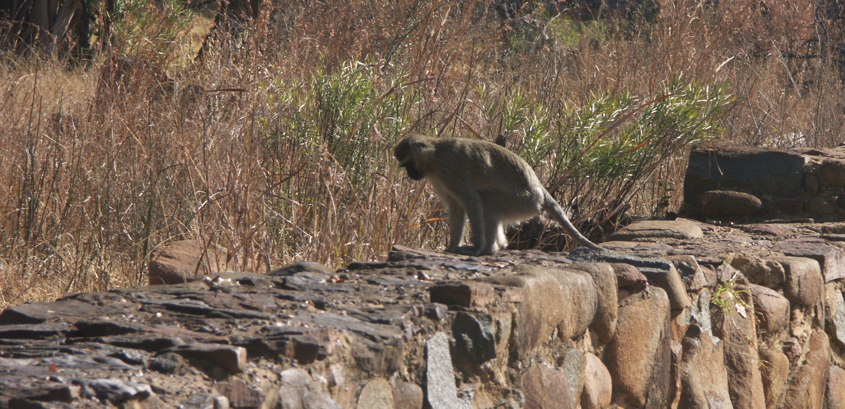 Image of Vervet Monkey