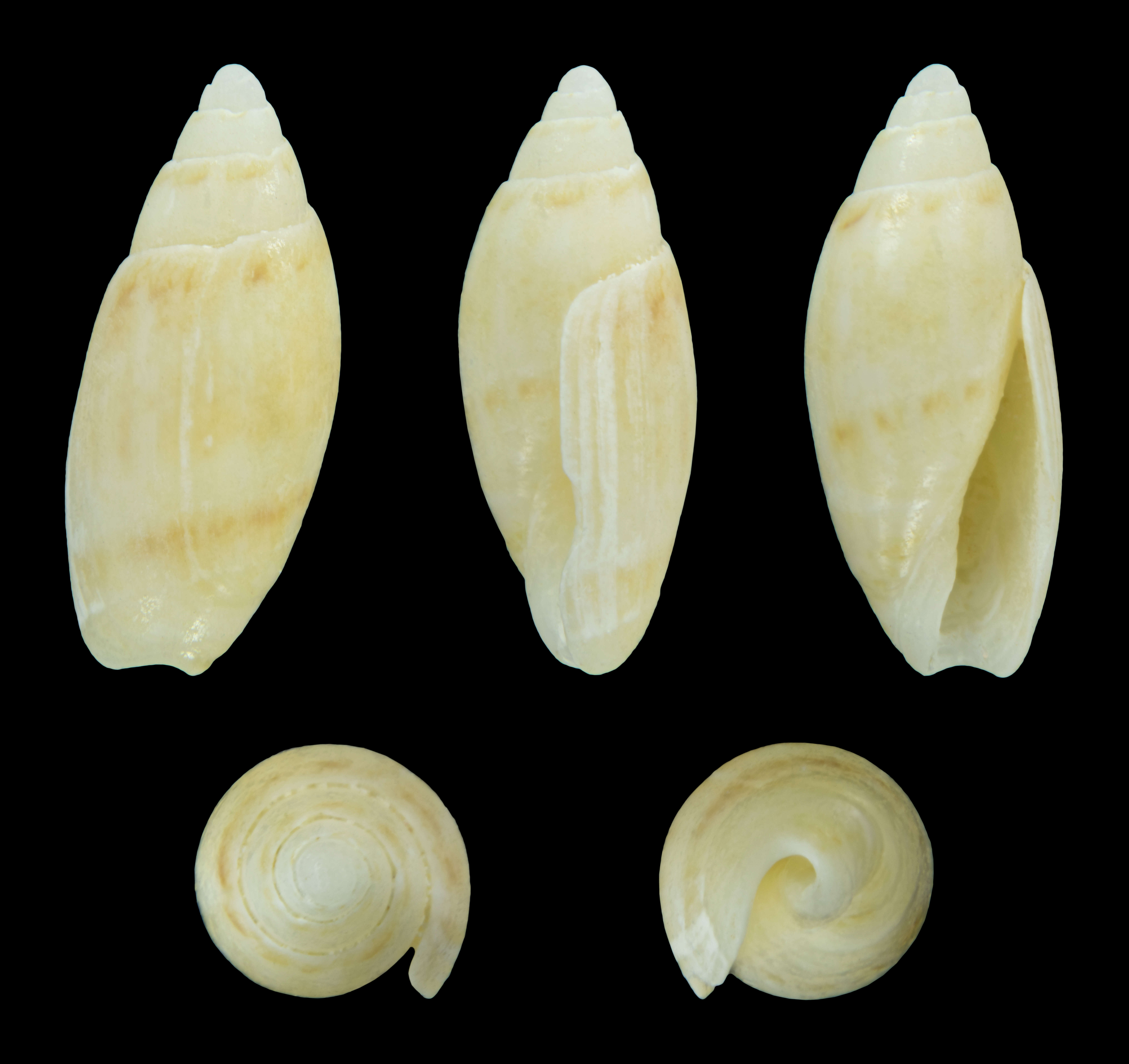 Image of Olivella lactea (Marrat 1871)