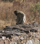 Image of Vervet Monkey