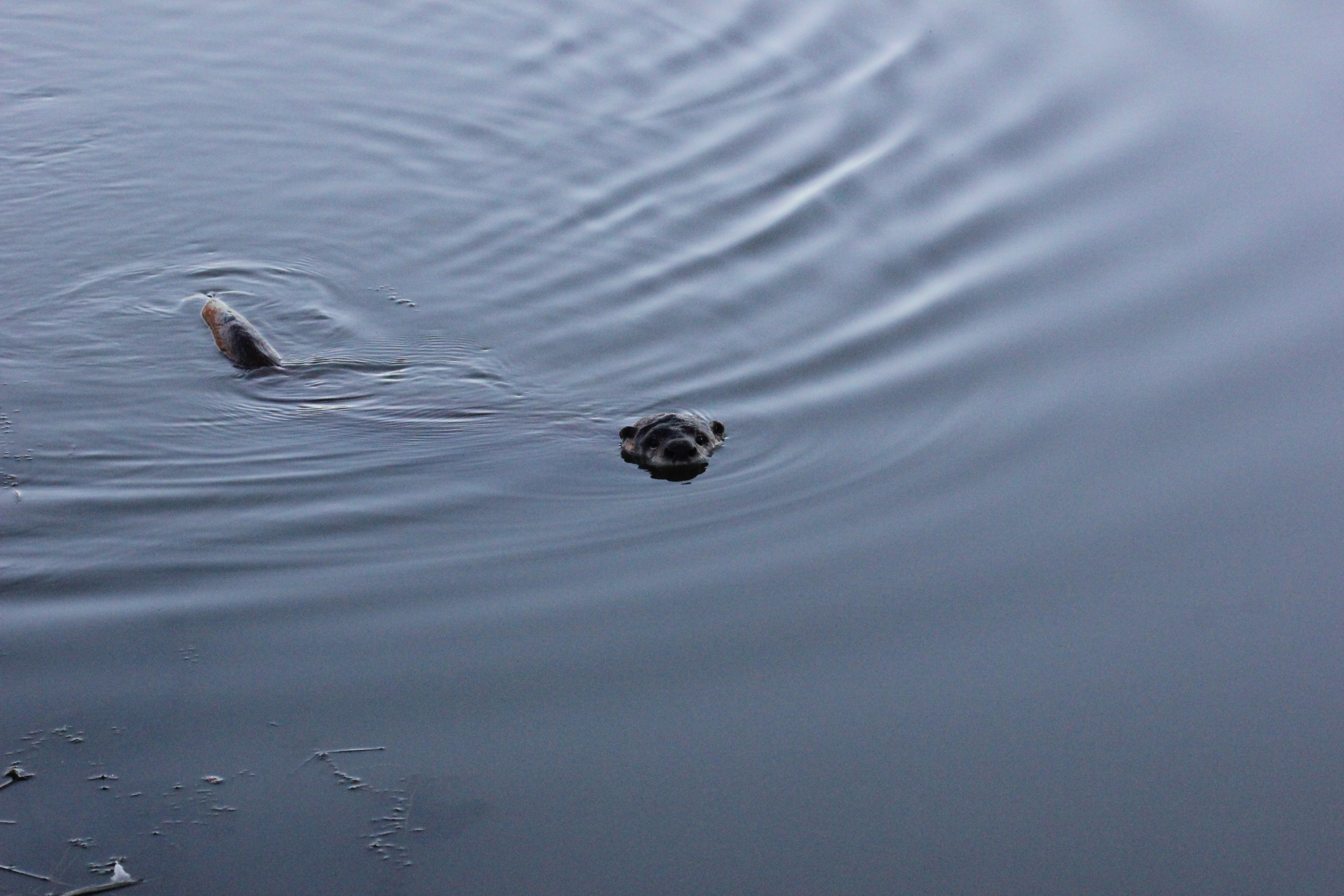 Image of African Clawless Otter