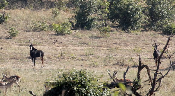 Image of Sable Antelope