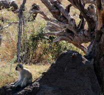 Image of Vervet Monkey