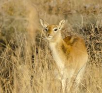 Image of Ellipsen Waterbuck