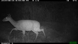 Image of Bushbuck