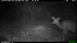 Image of Bushbuck