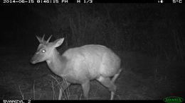 Image of Bushbuck