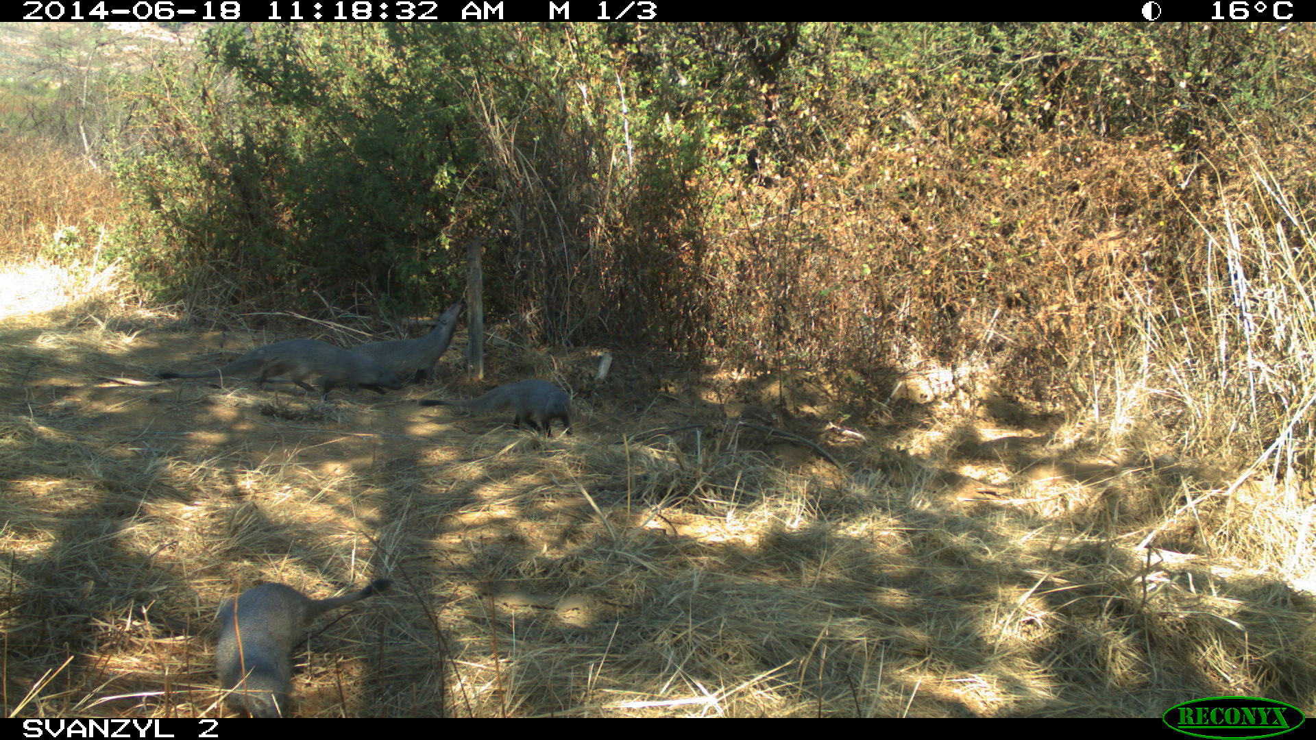 Image of Egyptian Mongoose