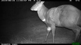 Image of Bushbuck