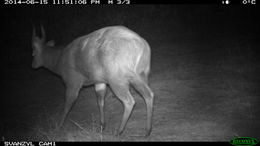 Image of Bushbuck