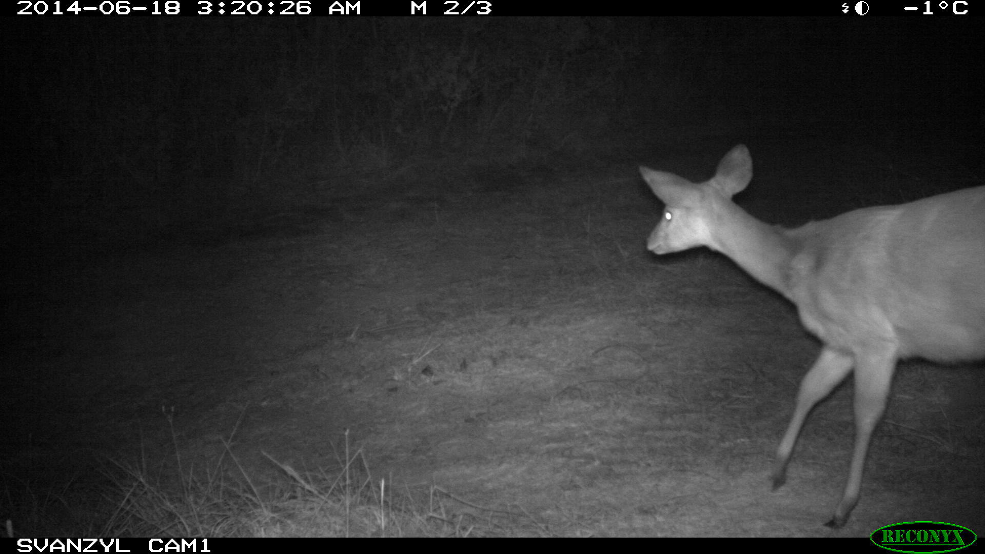 Image of Bushbuck