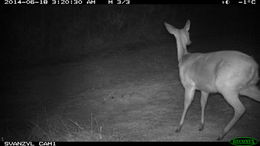 Image of Bushbuck