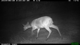 Image of Bushbuck