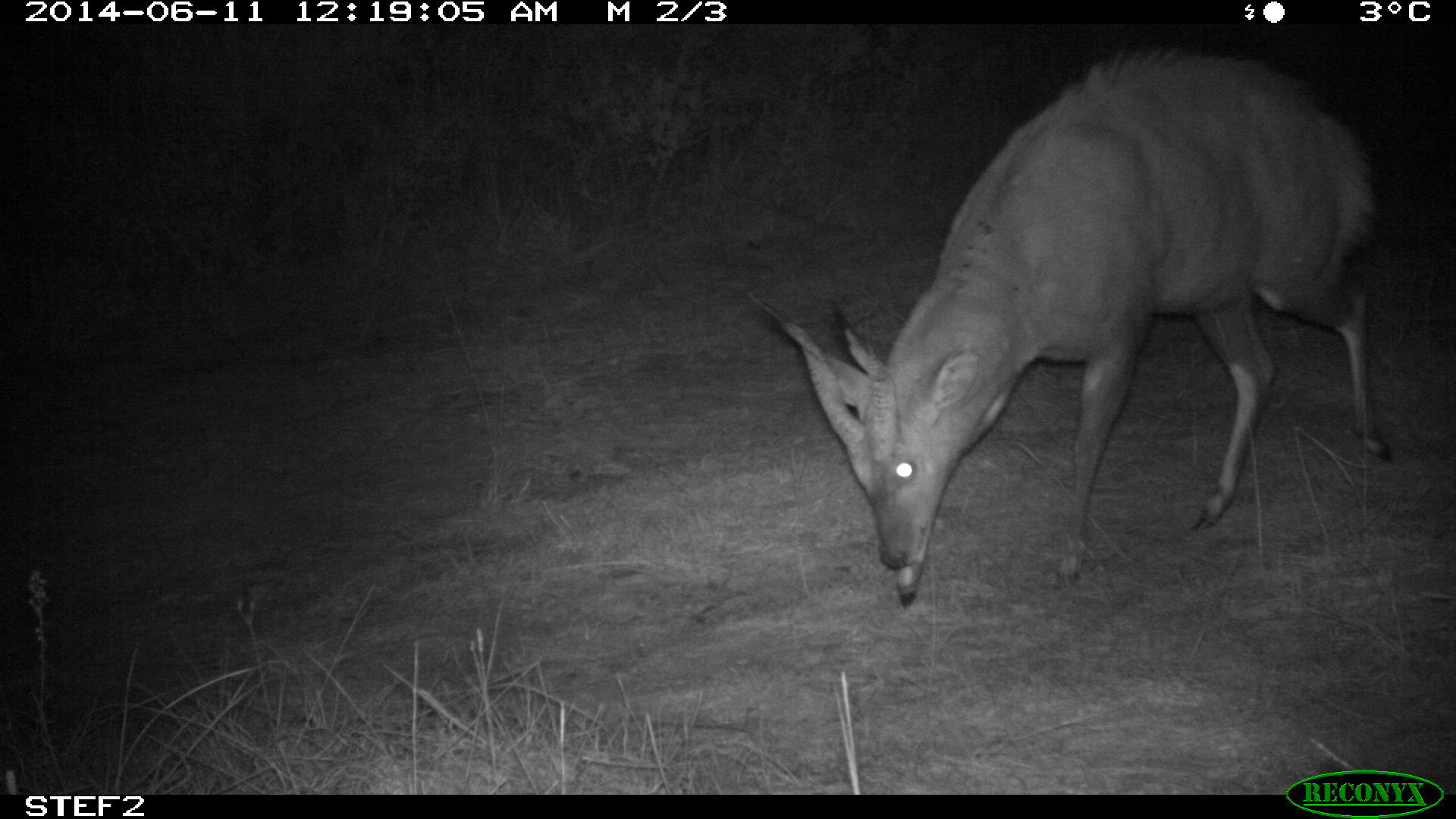 Image of Bushbuck